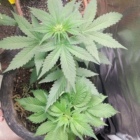 Purple lemonade growlog timeline photo