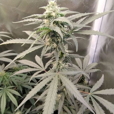 Diabo rojo growlog timeline photo