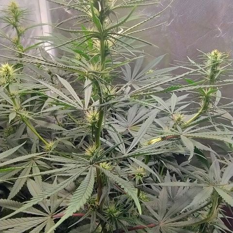 #skunk1 growlog timeline photo