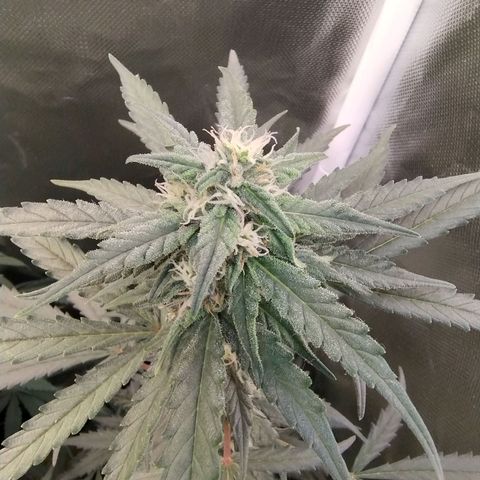 Diabo rojo growlog timeline photo