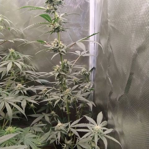 Diabo rojo growlog timeline photo