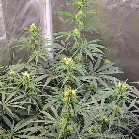 #skunk1 growlog timeline photo