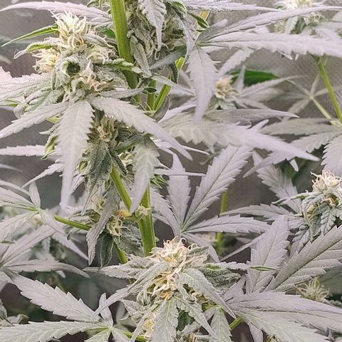 Diabo rojo growlog timeline photo