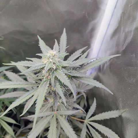 Diabo rojo growlog timeline photo