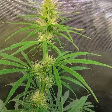 #skunk1 growlog timeline photo