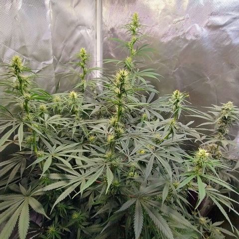 #skunk1 growlog timeline photo