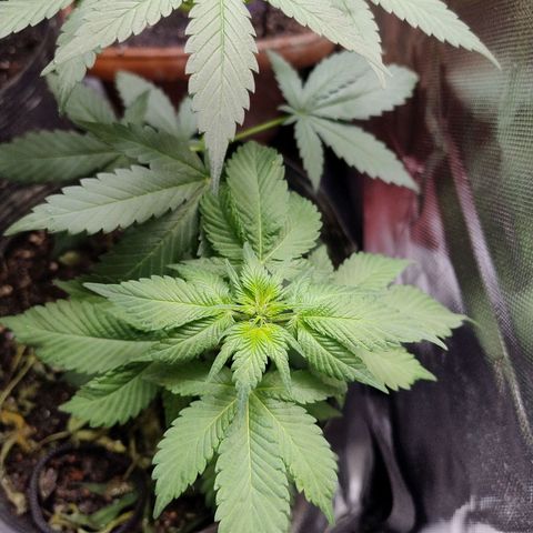 Purple lemonade#2 growlog timeline photo