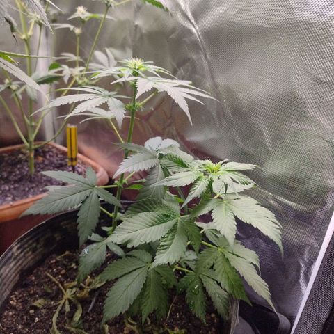 Purple lemonade growlog timeline photo