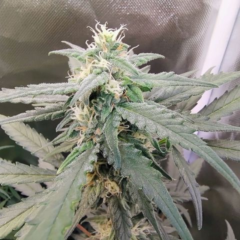 Diabo rojo growlog timeline photo