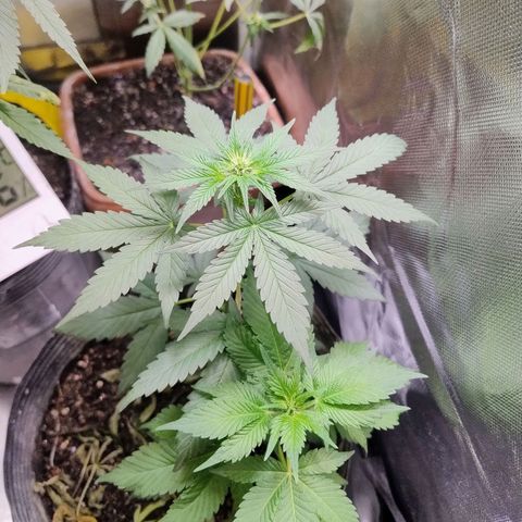 Purple lemonade#2 growlog timeline photo
