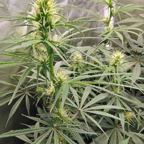 #skunk1 growlog timeline photo