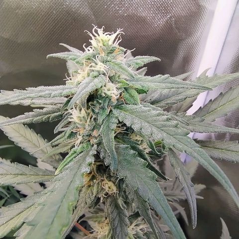 Diabo rojo growlog timeline photo