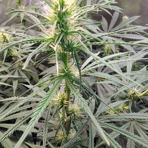 #skunk1 growlog timeline photo
