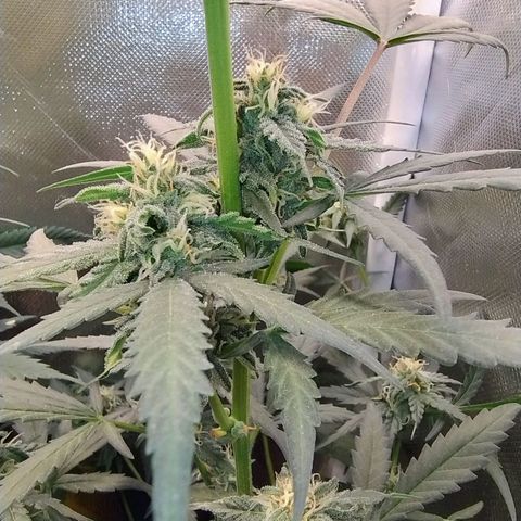Diabo rojo growlog timeline photo