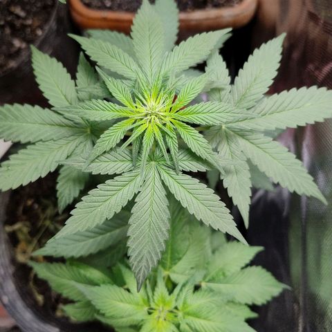 Purple lemonade growlog timeline photo