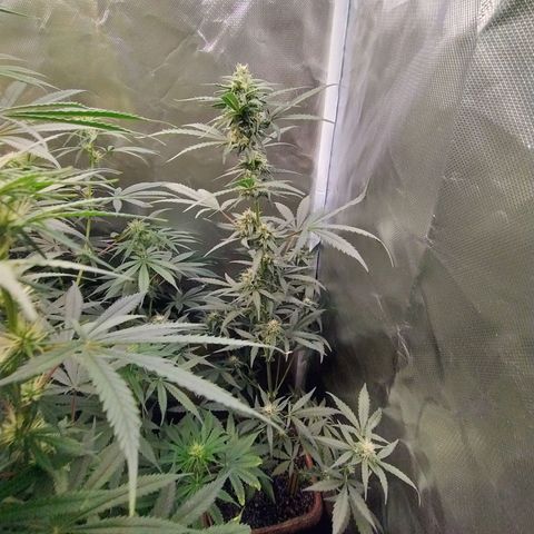 Diabo rojo growlog timeline photo