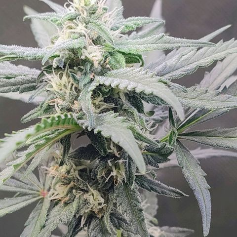 Diabo rojo growlog timeline photo