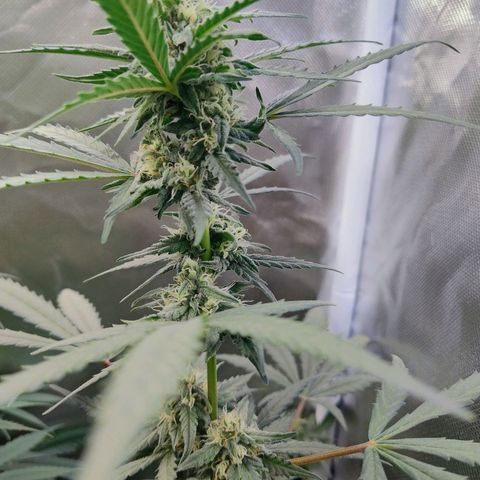 Diabo rojo growlog timeline photo