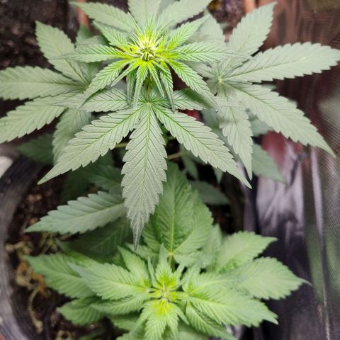 Purple lemonade#2 growlog timeline photo