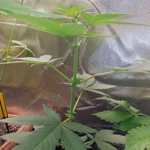 Purple lemonade#2 growlog timeline photo