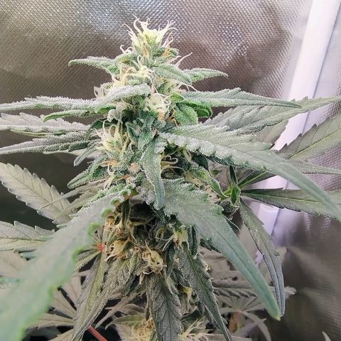 Diabo rojo growlog timeline photo