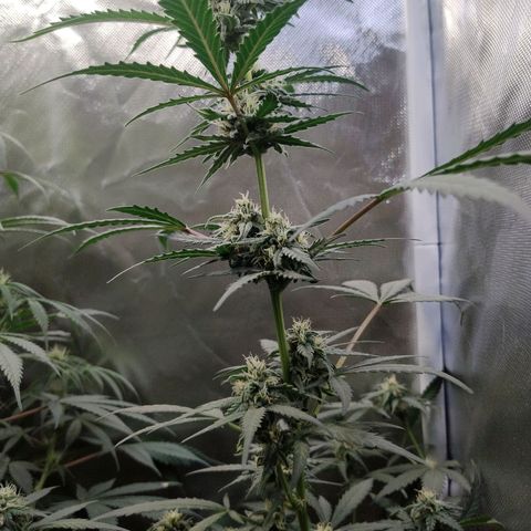 Diabo rojo growlog timeline photo