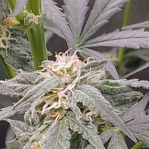 Diabo rojo growlog timeline photo