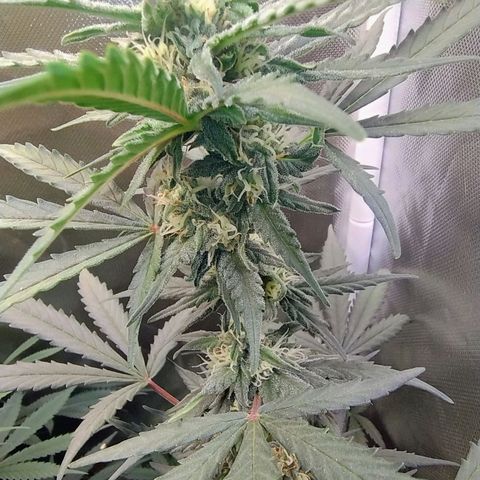 Diabo rojo growlog timeline photo