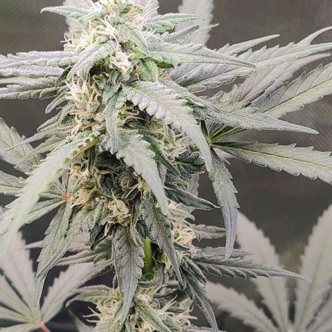 Diabo rojo growlog timeline photo