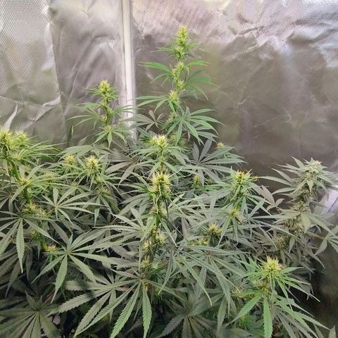 #skunk1 growlog timeline photo