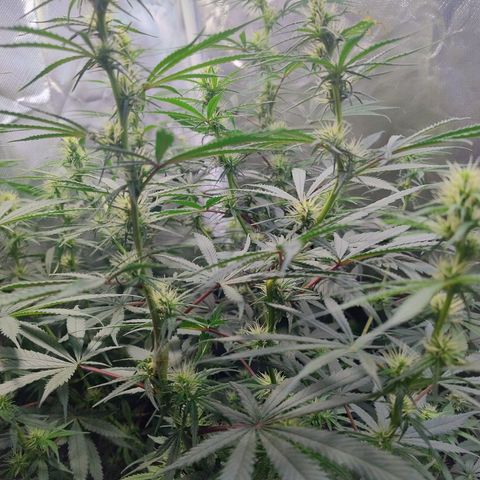 #skunk1 growlog timeline photo