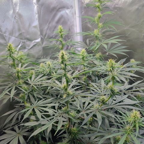 #skunk1 growlog timeline photo