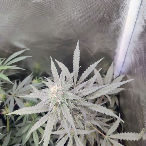 Diabo rojo growlog timeline photo