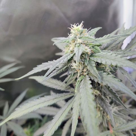 Diabo rojo growlog timeline photo
