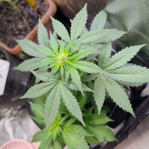 Purple lemonade#2 growlog timeline photo