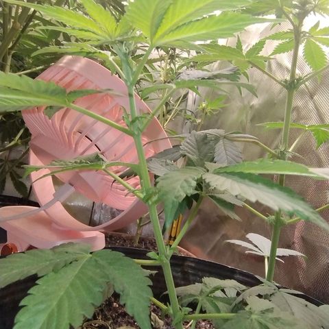 Purple lemonade#2 growlog timeline photo
