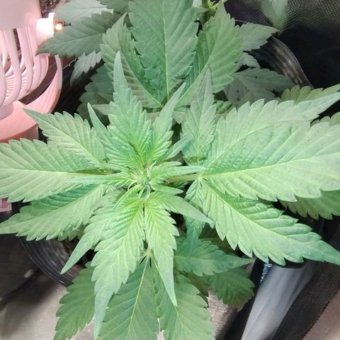 Purple lemonade#2 growlog timeline photo