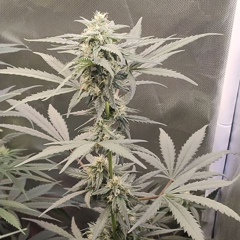 Diabo rojo growlog timeline photo