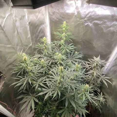 #skunk1 growlog timeline photo