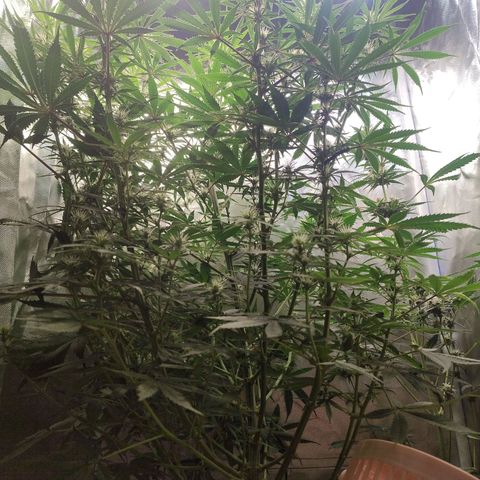 #skunk1 growlog timeline photo