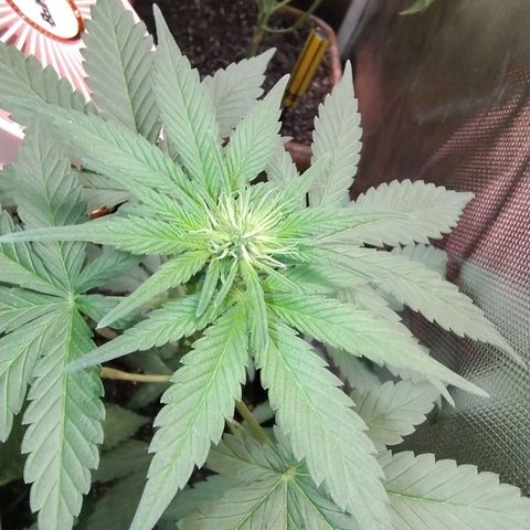 Purple lemonade growlog timeline photo