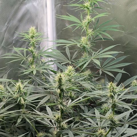 #skunk1 growlog timeline photo
