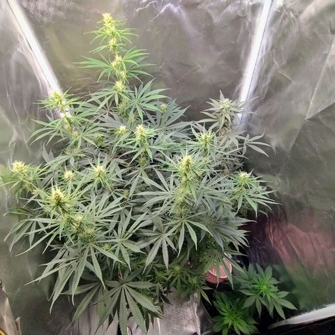 #skunk1 growlog timeline photo