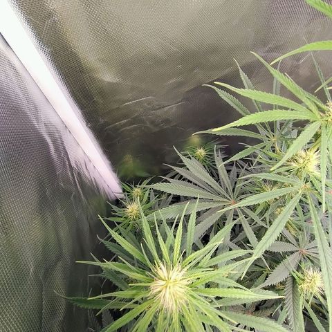 #skunk1 growlog timeline photo
