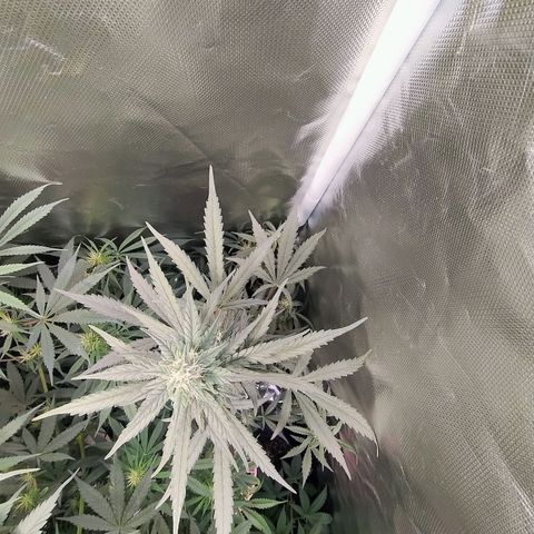 Diabo rojo growlog timeline photo