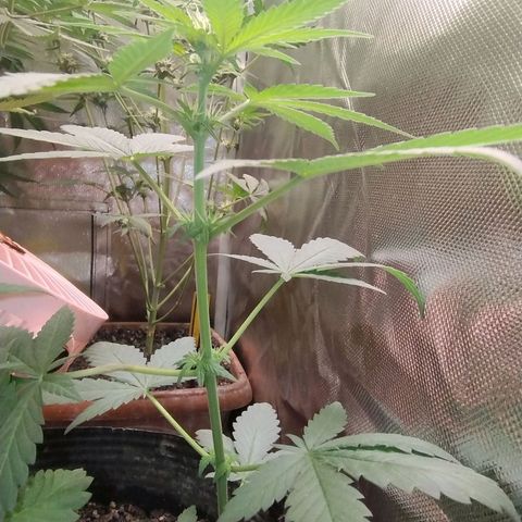 Purple lemonade growlog timeline photo