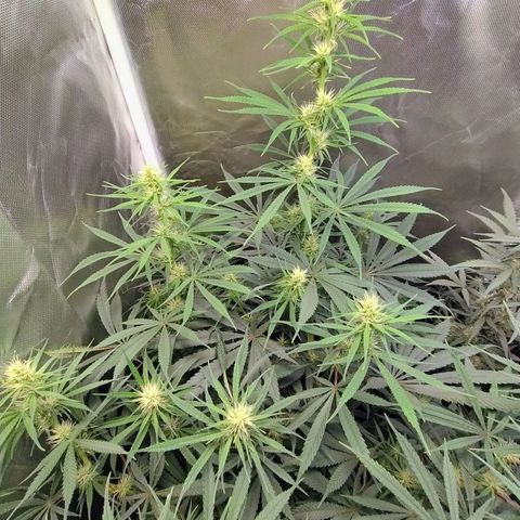 #skunk1 growlog timeline photo