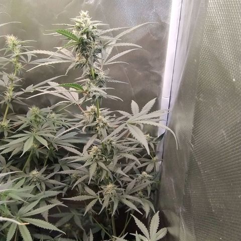 Diabo rojo growlog timeline photo