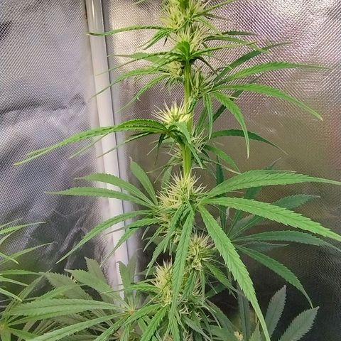 #skunk1 growlog timeline photo