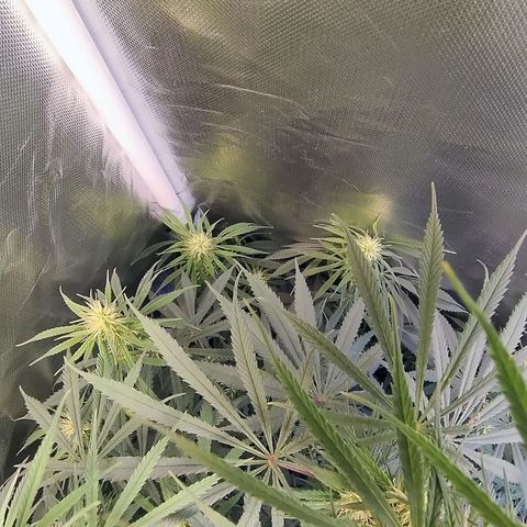 #skunk1 growlog timeline photo